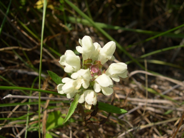 Prunella laciniata